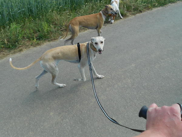 Galga LUNI aus Murcia sucht ... - Seite 6 7264327oth