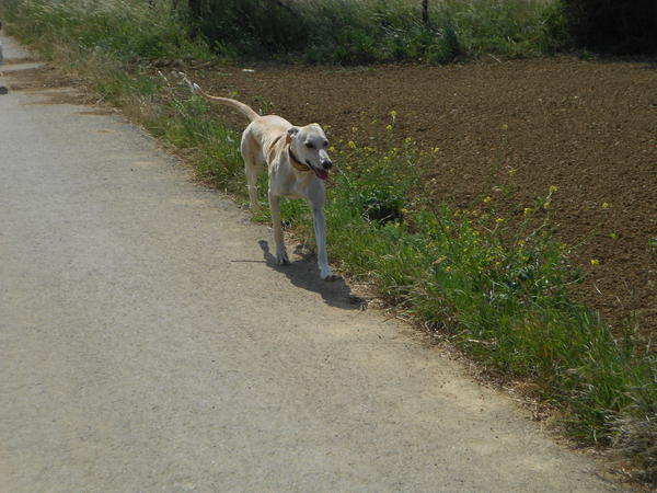 Galga LUNI aus Murcia sucht ... - Seite 6 7264329ziv