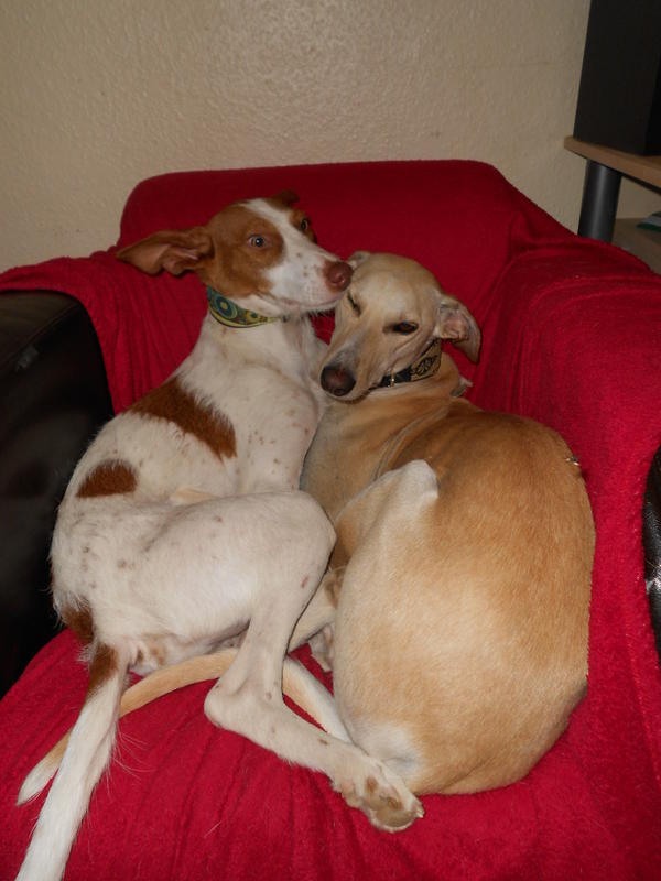 Galga LUNI aus Murcia sucht ... - Seite 6 7264333rna