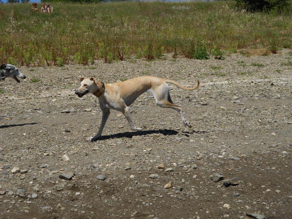 Galga LUNI aus Murcia sucht ... - Seite 6 7275737bik