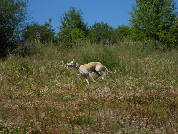 Galga LUNI aus Murcia sucht ... - Seite 6 7275804voz