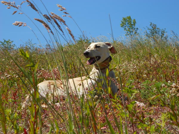 Galga LUNI aus Murcia sucht ... - Seite 6 7275805hqp