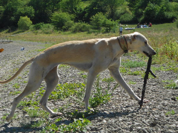 Galga LUNI aus Murcia sucht ... - Seite 6 7275806gml