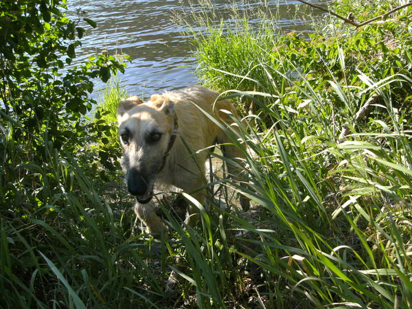 Rauhhaar-Galgo RIK aus Alicante sucht ... - Seite 3 7282391taz