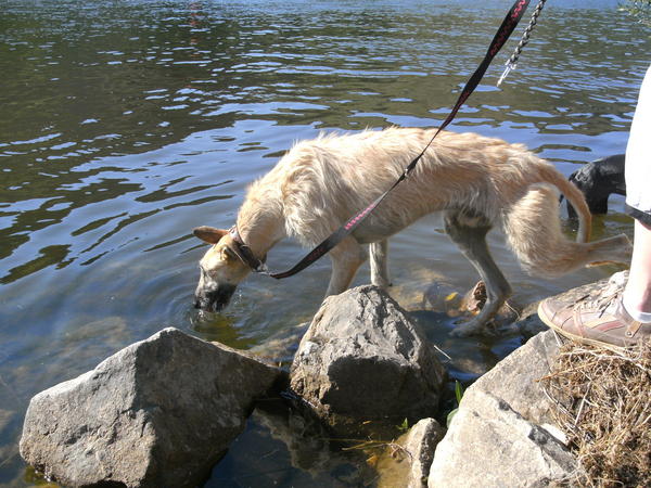 Rauhhaar-Galgo RIK aus Alicante sucht ... - Seite 3 7282392zwp