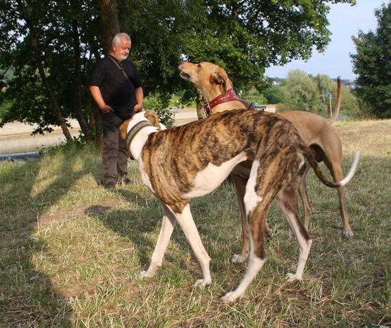 Galgo Alex (jetzt ROMEO) aus Leiva sucht ... - Seite 3 7283891jaw