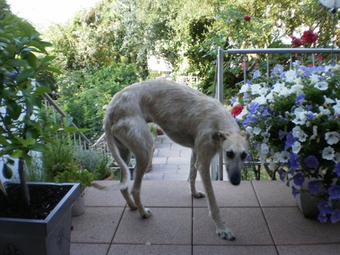 Rauhhaar-Galgo RIK aus Alicante sucht ... - Seite 3 7304497ydk