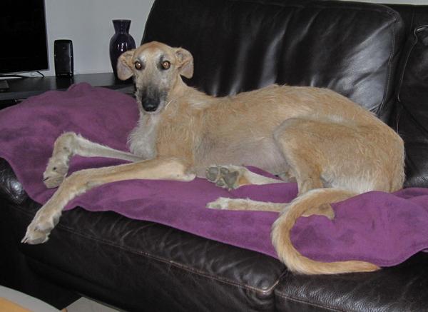 Rauhhaar-Galgo RIK aus Alicante sucht ... - Seite 4 7334090tsj