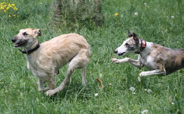 Rauhhaar-Galgo RIK aus Alicante sucht ... - Seite 4 7353826orv