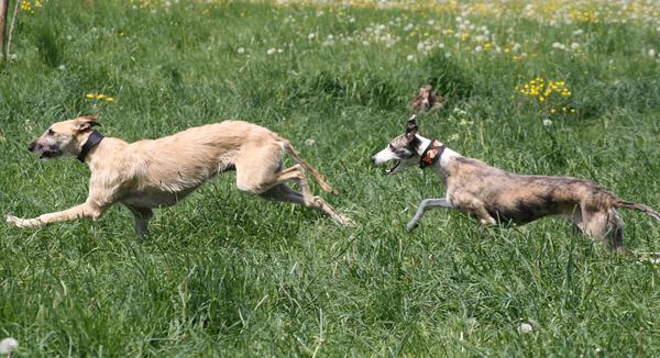 Rauhhaar-Galgo RIK aus Alicante sucht ... - Seite 4 7353827yfg