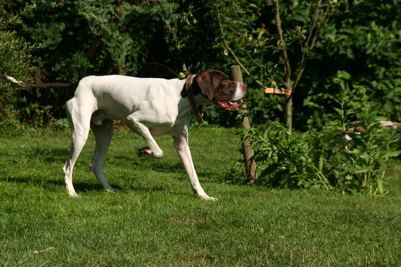 Alan, ein Traum von Pointer - vermittelt 7364468ljv