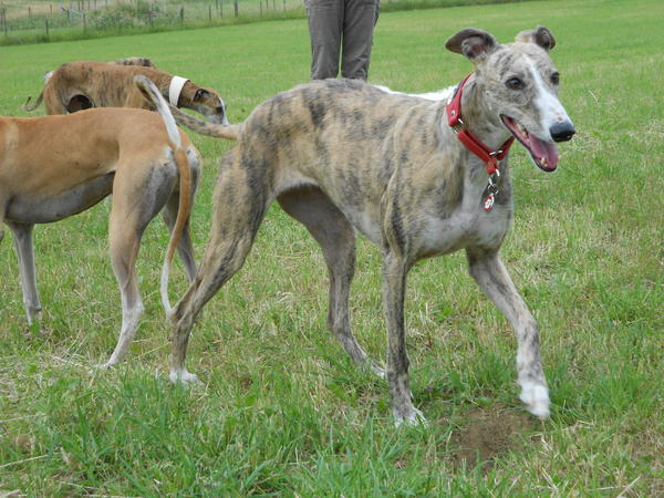 Galga SITA aus Alicante sucht dringend ... - Seite 4 7370547jyq