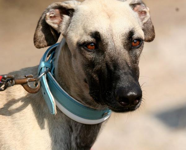 Galgo-Mischling PABLO aus Murcia sucht ... 7475621lxy