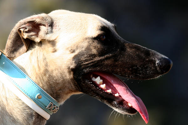 Galgo-Mischling PABLO aus Murcia sucht ... 7482384zpz