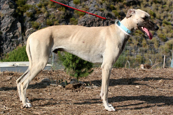 Galgo-Mischling PABLO aus Murcia sucht ... 7482385wqv