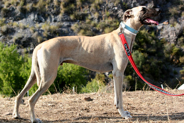 Galgo-Mischling PABLO aus Murcia sucht ... 7482386glq