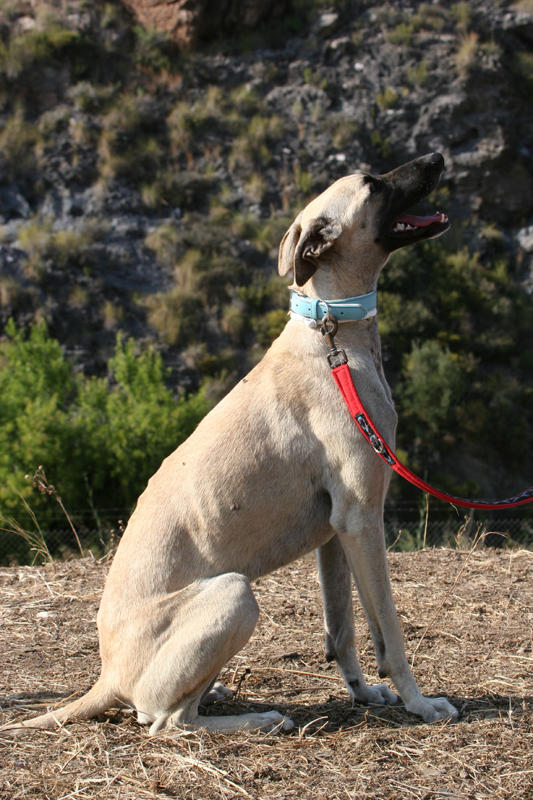 Galgo-Mischling PABLO aus Murcia sucht ... 7482387qml