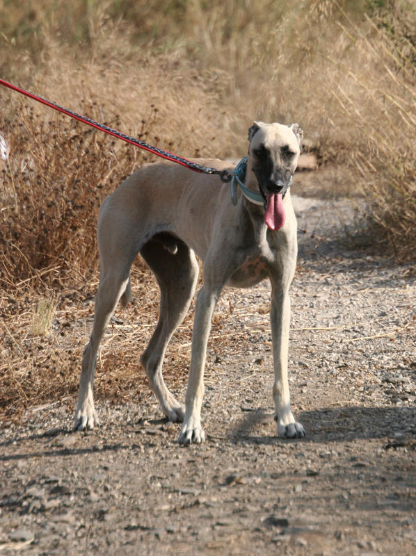 Galgo-Mischling PABLO aus Murcia sucht ... 7482388rah