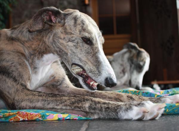 Galga SITA aus Alicante sucht dringend ... - Seite 4 7504272lxg