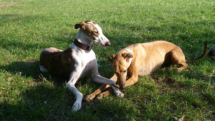 Galgo Alex (jetzt ROMEO) aus Leiva sucht ... - Seite 3 7553327jpb