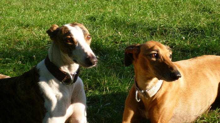 Galgo Alex (jetzt ROMEO) aus Leiva sucht ... - Seite 3 7553328gtn