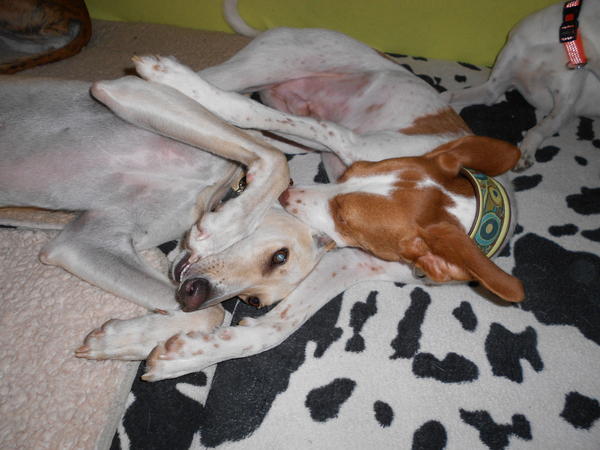 Galga LUNI aus Murcia sucht ... - Seite 7 7631048rzp