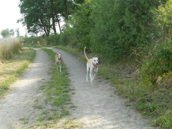 Galga LUNI aus Murcia sucht ... - Seite 7 7631053opg