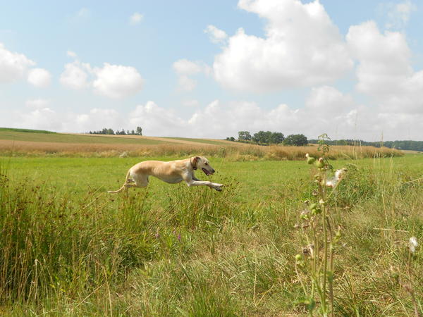 Galga LUNI aus Murcia sucht ... - Seite 7 7631054wcf