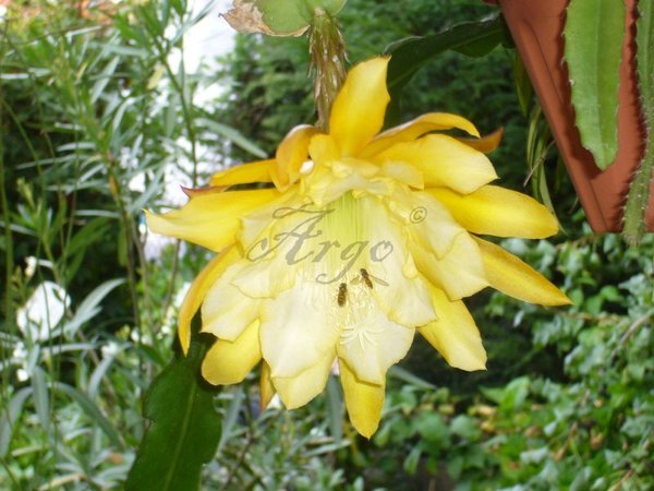 Epiphyllum 7645090tzk