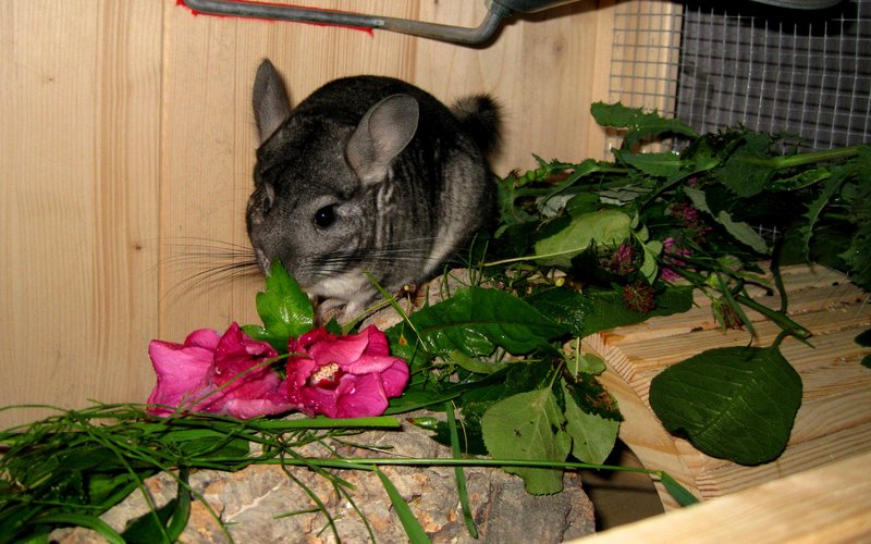 Was gibt es heute bei euren Chinchillas zu futtern 7677024ayg