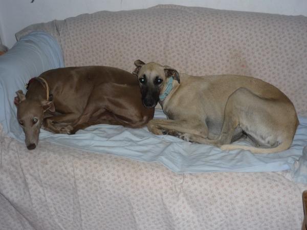 Galgo-Mischling PABLO aus Murcia sucht ... 7707561bld