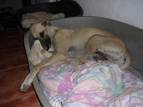 Galgo-Mischling PABLO aus Murcia sucht ... 7707562llh