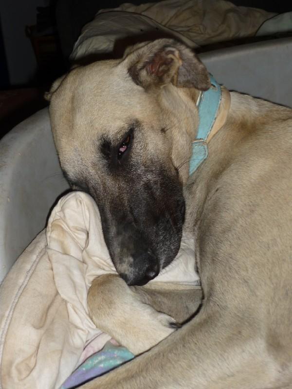 Galgo-Mischling PABLO aus Murcia sucht ... 7707563sqs