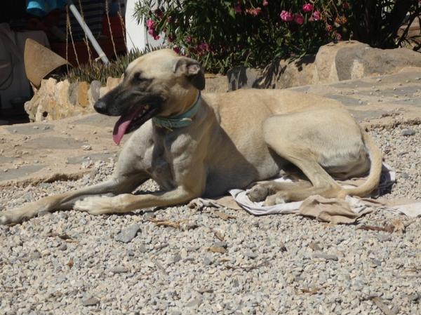 Galgo-Mischling PABLO aus Murcia sucht ... 7707564ozy