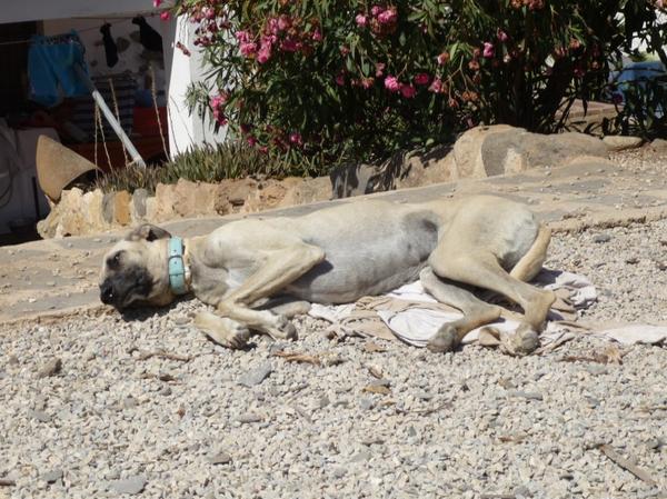 Galgo-Mischling PABLO aus Murcia sucht ... 7707565eax