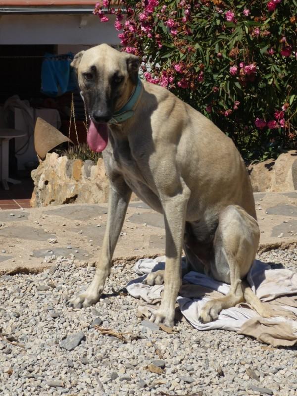 Galgo-Mischling PABLO aus Murcia sucht ... 7707566eiz