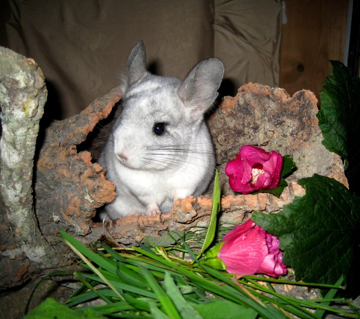 Chinchilla Jupp erklärt die naturnahe Chinchillaernährung 7727695txo