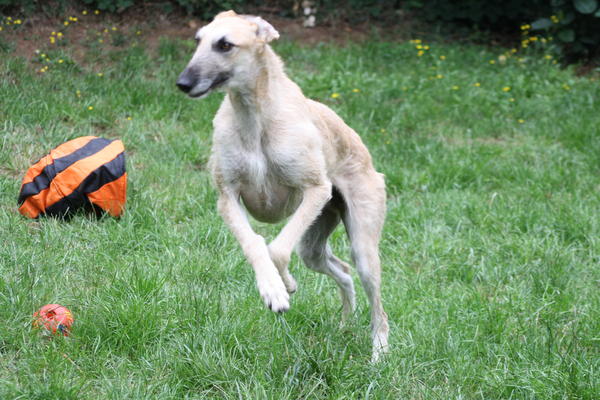 Rauhhaar-Galgo RIK aus Alicante sucht ... - Seite 4 7730432zwx