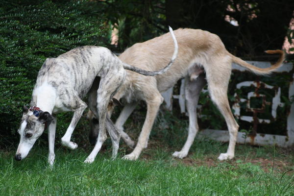 Rauhhaar-Galgo RIK aus Alicante sucht ... - Seite 4 7730434eca