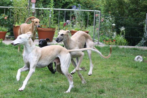 Rauhhaar-Galgo RIK aus Alicante sucht ... - Seite 4 7730436ndl