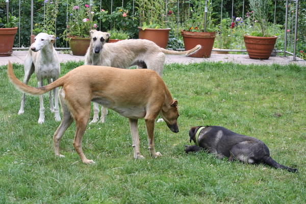 Rauhhaar-Galgo RIK aus Alicante sucht ... - Seite 4 7730438kih