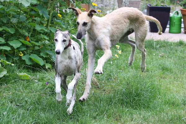 Rauhhaar-Galgo RIK aus Alicante sucht ... - Seite 4 7730538dez