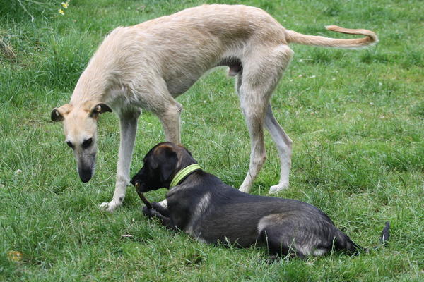 Rauhhaar-Galgo RIK aus Alicante sucht ... - Seite 4 7730539ymd