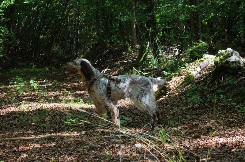 Caria heißt jetzt Emma - vermittelt 7938844ill