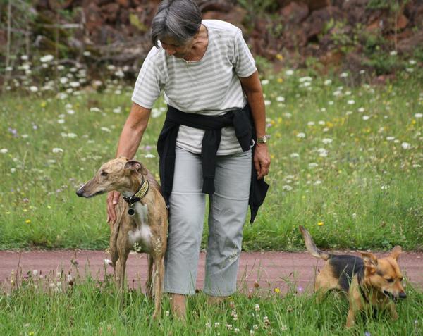 Galga Saba (jetzt GWENA) aus Murcia sucht ...  7975470acf