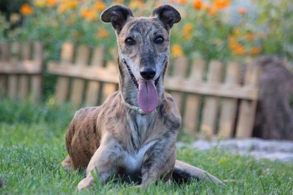 Galga Rita (jetzt MILLA) aus Alicante sucht ... - Seite 4 7981202psx