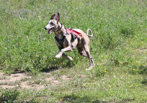 Galga SITA aus Alicante sucht dringend ... - Seite 4 8043574bov