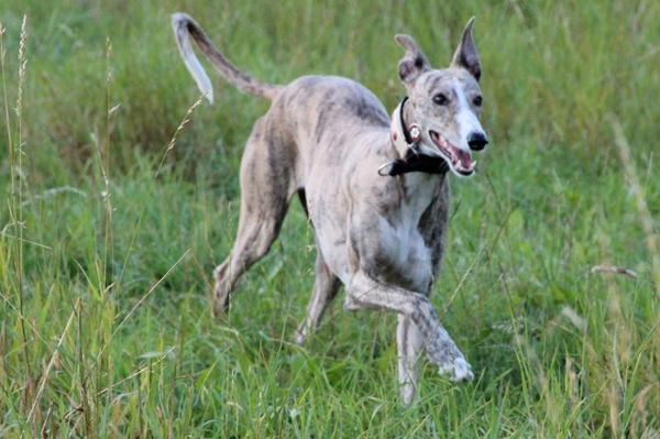 Galga SITA aus Alicante sucht dringend ... - Seite 5 8049734yck