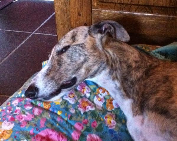 Galga SITA aus Alicante sucht dringend ... - Seite 5 8056947tzw