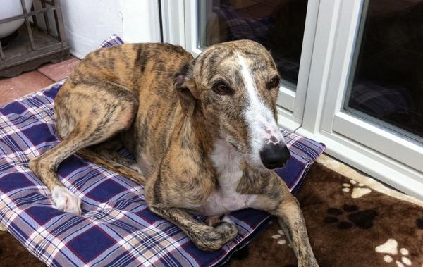 Galga SITA aus Alicante sucht dringend ... - Seite 5 8074029cjx